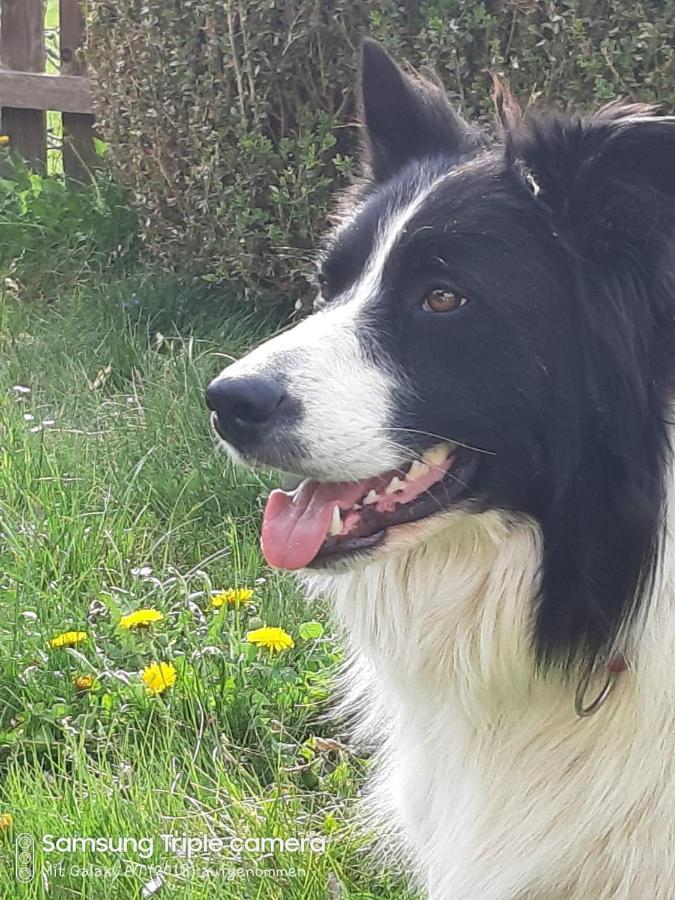 Ferienwohnung Am Bauernhof Zechner Heidi Flattach Dış mekan fotoğraf